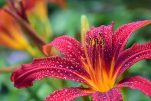 Interesting Daylily Flower Meaning and Symbolism You Want To Know