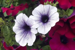 Petunia Flower Meaning And Symbolism