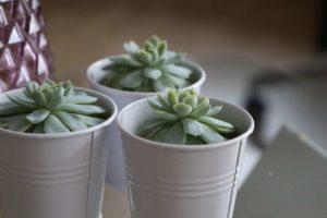 The Ultimate Guide To Repotting and Replanting Succulents