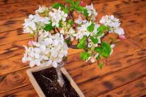 Crab Apple (Malus) Bonsai Tree: How To Grow and Plant Care
