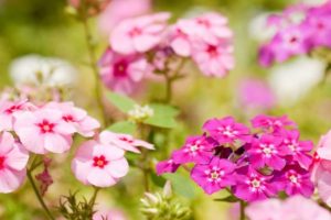 Phlox Flower Meaning and Symbolism