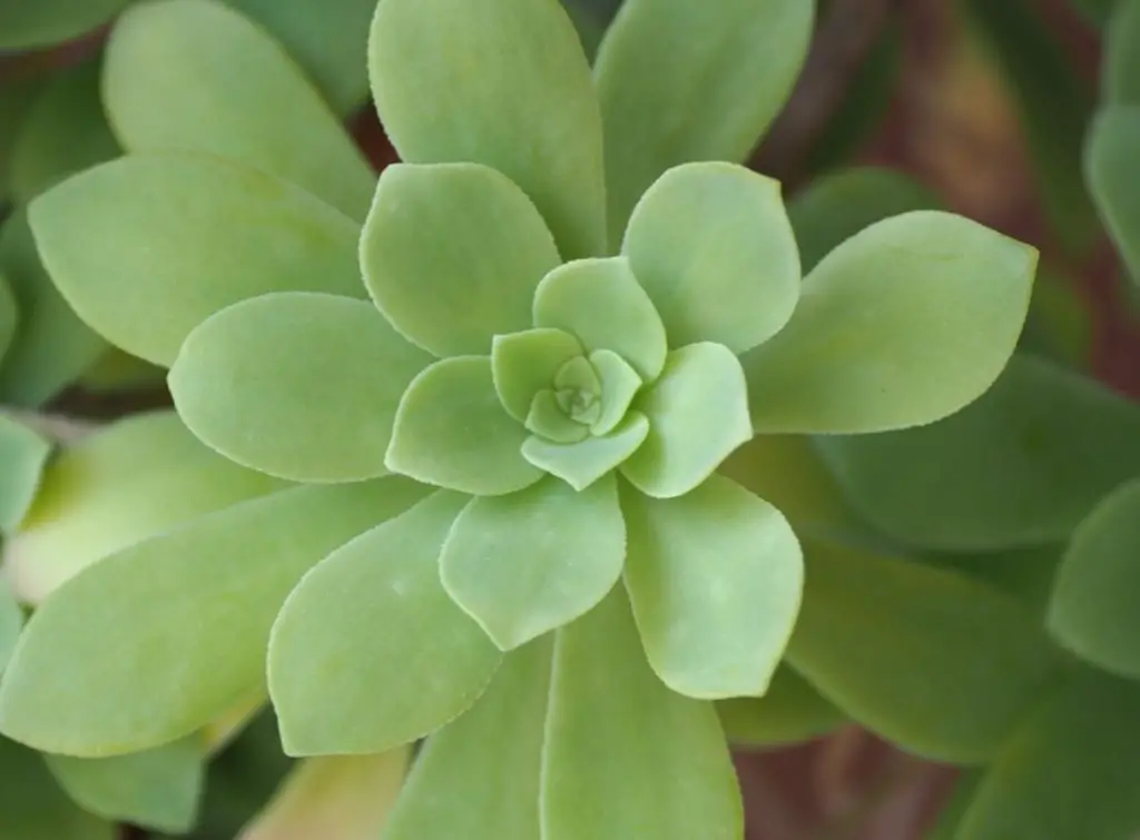 Rosette Succulents1