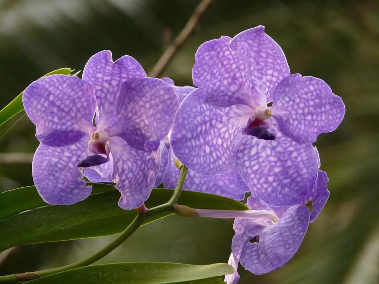 Vanda Orchids (1)