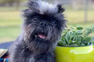 13 Types of Succulents That Are Toxic To Your Pets