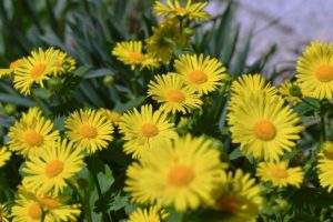 40 Best Perennial Plants and Flowers for Your Garden