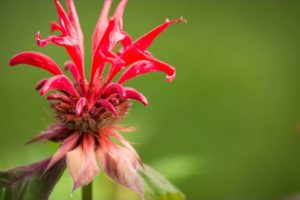 Bee Balm (Monarda): Different Types, Plant Varieties, and How To Grow