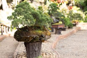 Bonsai Pine Trees (Pinus): Types, How to Grow and Plant Care