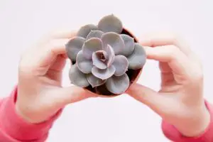 Echeveria Succulent Plant: Different Types, How to Grow and Plant Care