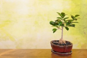 Ficus Bonsai Trees: How To Grow and Plant Care