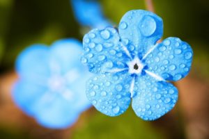 Forget-Me-Not Flowers: Types, How To Grow and Plant Care