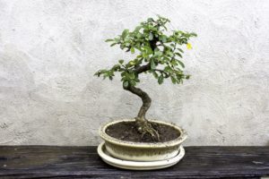 Fukien Tea Tree (Carmona retusa) Bonsai: How To Grow And Plant Care