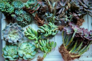 How to Identify and Treat Root Rot in Succulents