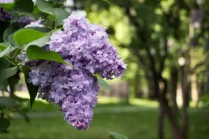 Lilacs: Plant and Flower Varieties, How To Grow and Plant Care