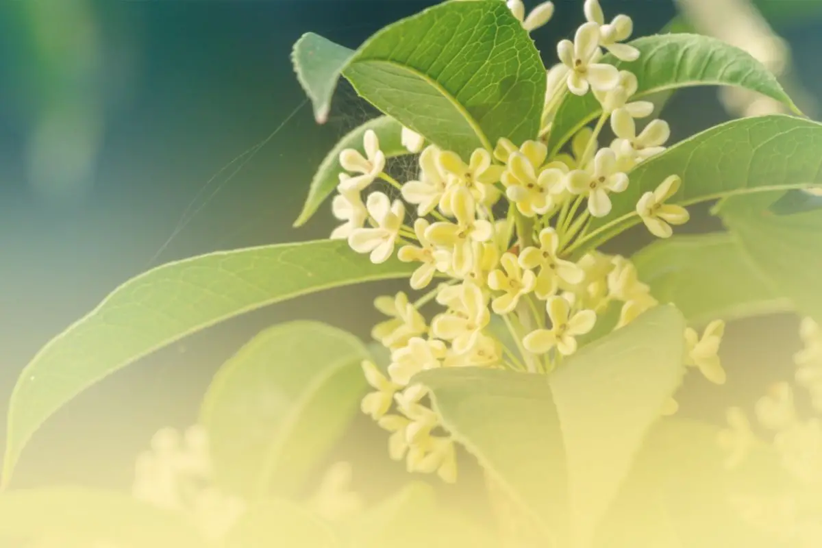 Osmanthus Flower Types, How to Grow and Plant Care