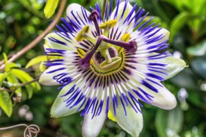 Passion Flowers Meaning and Symbolism