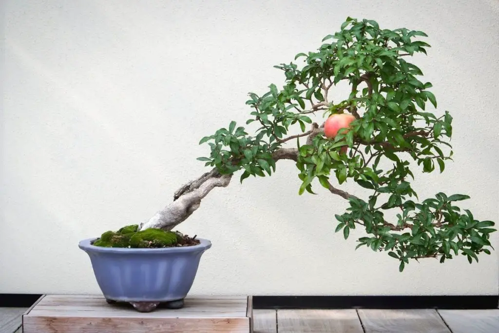 Pomegranate Bonsai Tree (Punica granatum) How to Grow and Plant Care