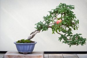 Pomegranate Bonsai Tree (Punica granatum): How to Grow and Plant Care