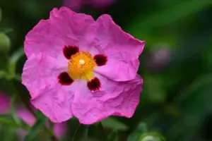 Rockrose (Cistus): Types, How to Grow and Plant Care