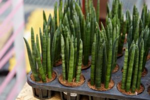 Sansevieria Cylindrica Plant: How To Grow and Plant Care