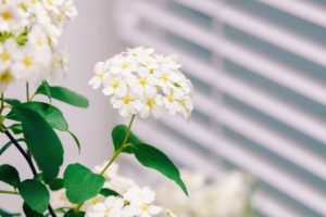 Spirea Bushes: Different Varieties, How to Grow and Plant Care