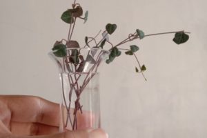 String of Hearts Plant (Ceropegia woodii): How to Grow and Plant Care
