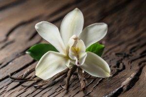 Vanilla Orchids: Types, How to Grow and Plant Care