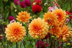 Dahlia Flowers: Different Types, How To Plant, Grow and Plant Care