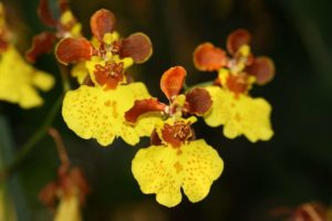 Oncidiums (Dancing Lady Orchids): Types, How to Grow and Plant Care