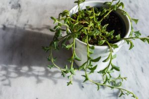 STRING OF DOLPHINS (CURIO PEREGRINUS): FACTS, HOW TO GROW AND PLANT CARE