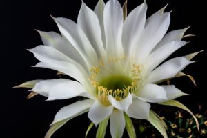 Epiphyllum Name Meaning and Symbolism (Orchid Cactus)