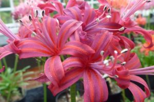 Nerine Name Meaning and Symbolism (Guernsey Lily)