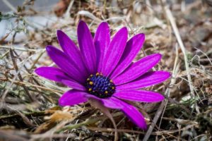Osteospermum Name Meaning and Symbolism (African Daisy)