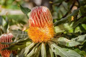 Banksia Name Meaning and Symbolism (Australian Honeysuckle)