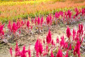 Celosia Name Meaning and Symbolism