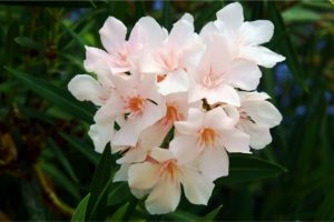 Nerium Name Meaning and Symbolism (Oleander)
