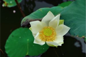 Nelumbo (Lotus)