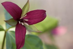 Trillium Name Meaning and Symbolism (Wake Robin; Birthroot)