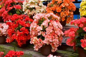 Begonia Name Meaning and Symbolism