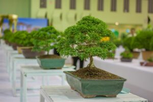11 Best Flowering Bonsai Trees: How to Grow and Plant Care