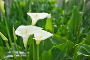 Calla Lily Flower Meaning And Symbolism