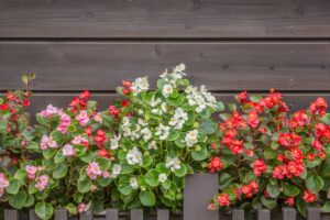 15 Begonia Rex Varieties and Types You Can Grow