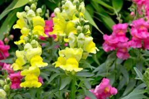 15 Fast Growing Flowers For Your Garden