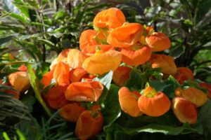 Growing And Caring For The Pocketbook Plant (Calceolaria)