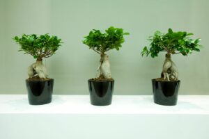 How Long Do Bonsai Trees Live?