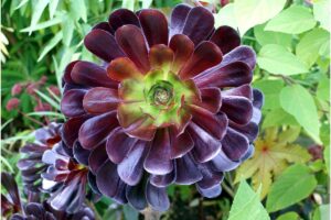 Top 16 Foliage Plants with Colorful Flower-like Leaves