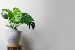 15 Amazing Monstera Varieties to Add to Your Collection