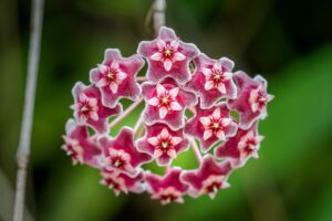 Hoya Curtisii: Expert Care And Propagation Tips