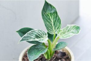 Philodendron Silver Sword: Complete Care Guide And How To Propagate