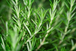 Rosemary Bonsai: How To Grow And Plant Care