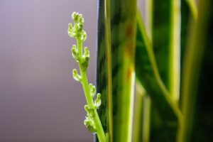 Sansevieria Flowers: How To Get Snake Plants To Bloom